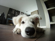 honden foto honden foto van lin851