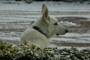 honden foto van Bongel