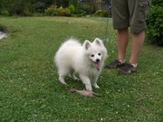 honden foto van Stephanie