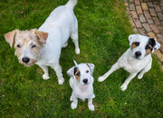 honden foto honden foto van Fudge, Chunky, Maylo † & Ziko † en baasje Laura