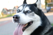 honden foto van Mariska van Soest