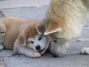 honden foto van Linda