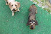 honden foto van Lilian Rooijackers