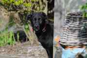honden foto honden foto van yoda