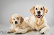 honden foto van Sanne, Evy & de katjes