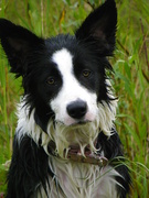 honden foto van silvia