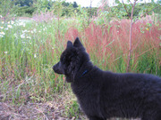 honden foto van Maria den Hertog