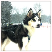 honden foto van Annemarie Terhell