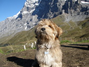 honden foto van Elisabeth & Igor