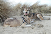 honden foto van Diana Rijkers