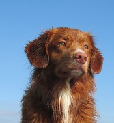 honden foto van ida