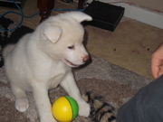 honden foto van christine