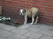 honden foto van sharon