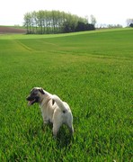 honden foto van  Bart