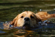 honden foto van Kristel