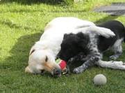 honden foto van irene