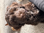 honden foto honden foto van Suus & baasje