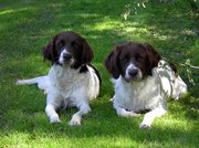 honden foto van Marjan de Raad