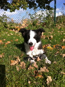 honden foto van Matthyssens Marc