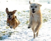 honden foto van Suzanne 