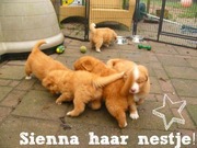 honden foto van Sienna & Dianne