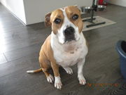 honden foto honden foto van Nas