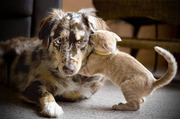 honden foto van brit