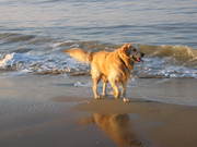 honden foto van boris