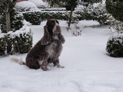 honden foto van Kim Engel