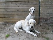 honden foto van Hinke