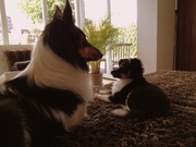 honden foto van Esther, Onyx en Flynn