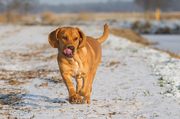 honden foto van Paula