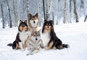 honden foto van Tamara - Abby, Anna, Jamie & Aylin