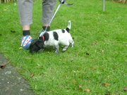 honden foto van A. v/d Ploeg