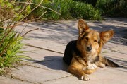 honden foto van Saskia Agterhof