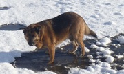 honden foto van Marion Schouten