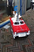 honden foto van Jamie