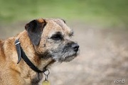 honden foto van patricia