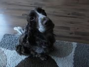 honden foto honden foto van Kim