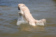 honden foto van harmen