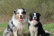 honden foto van aussie-border