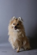 honden foto van amber