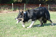 honden foto van Herman en Lida