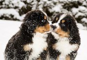 honden foto van Milou