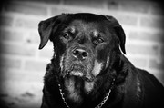 honden foto van Nathalie Bauland