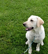 honden foto honden foto van Annabelle