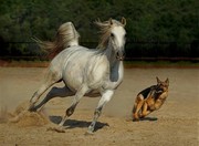 honden foto van Larissa