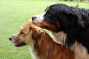 honden foto van jangeuens