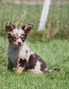 honden foto van Marion Ros