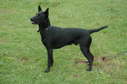 honden foto van Peter de Jong